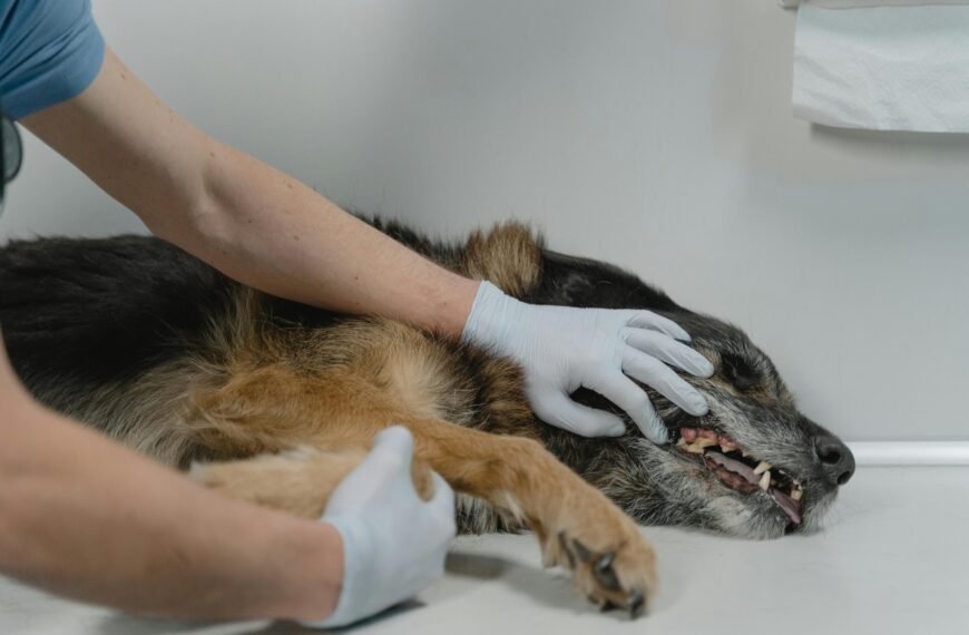 Veterinarian checking a German Shepherd's health during a clinic visit indoors.