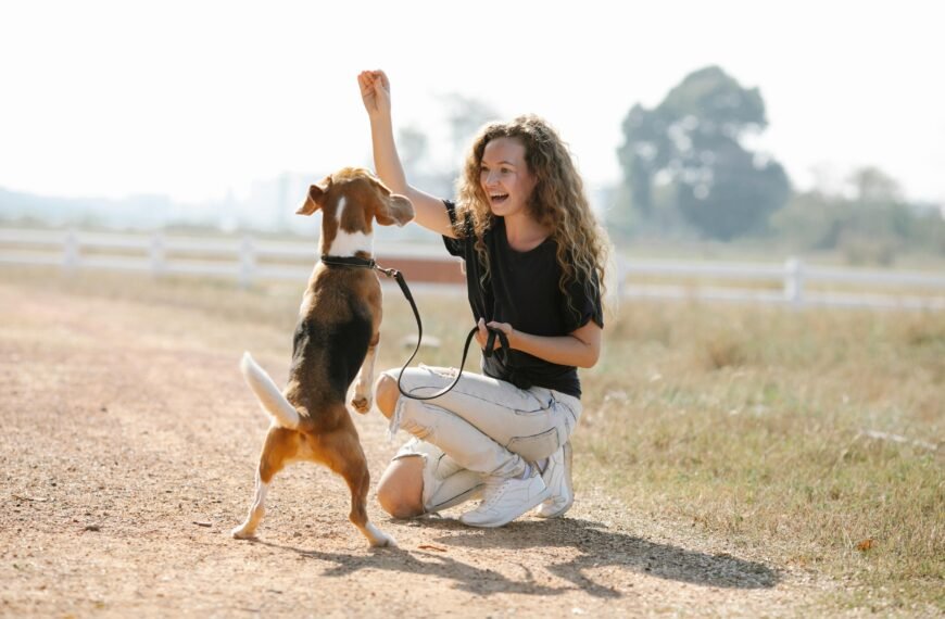 Full body optimistic young female with curly hair smiling and teaching Beagle dog beg command on sunny summer day in countryside