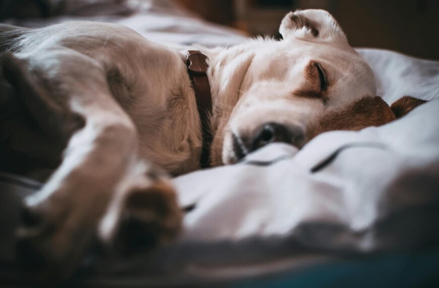 Adorable close-up of a dog sleeping peacefully on a bed with soft focus.